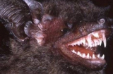 Con vật có hàm răng cực kỳ đáng sợ vừa được phát hiện ở Việt Nam