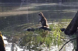 Gấu mèo thản nhiên cưỡi kẻ thù cá sấu vượt sông gây sốc