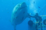 Kinh hãi thợ lặn liều mạng 'bắt tay' cá mập trắng khổng lồ