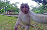Chú khỉ tinh nghịch “cướp” máy ảnh của du khách để tự sướng