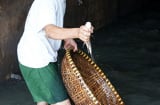 Dân Thủ đô 'nô nức' rủ nhau chui cống bắt hàng tạ cá sau mưa lớn