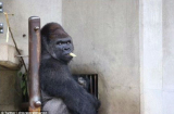 Những chú khỉ đột đẹp trai gọi mời du khách đến sở thú