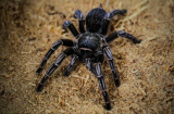 Kinh hãi hàng nghìn con nhện độc khổng lồ xuất hiện ở thành phố