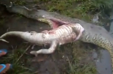 Kinh hãi mổ bụng trăn khủng phát hiện cá sấu khổng lồ