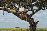 Chết cười cả đàn sư tử trèo lên cây ngủ để… tránh nóng