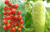 Cách trồng cà chua, dưa chuột mini cực sai quả cho nhà phố