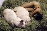 Người đàn ông bị bắt vì khỏa thân nằm ngủ với lợn nhà hàng xóm