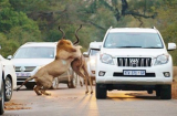 “Hết hồn” với màn rượt mồi của sư tử trên đường cao tốc