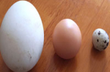 Trứng ngỗng có phải là 'thần dược' giúp mẹ sinh con thông minh?