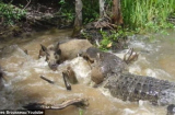 Kinh hãi cá sấu khổng lồ đớp gọn lợn rừng nhanh như chớp