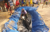Cá voi khổng lồ dạt vào bãi biển Quảng Nam
