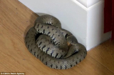 Kinh hãi phát hiện rắn khổng lồ cuộn tròn ngủ sau tấm rèm cửa
