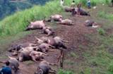 Gần 20 con trâu bị sét đánh chết bất thường ở Hà Giang