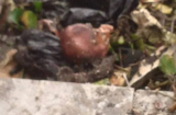 Kinh hoàng: Sinh viên tìm thấy sọ người trong túi khi vớt rác