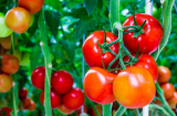 Vì sao gia đình bạn nên ăn cà chua đều đặn?