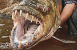 Ghê rợn loài cá ăn thịt người kinh khủng hơn cả thủy quái Piranha