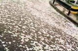Mưa bọt trắng gây ngứa ở Thiên Tân sau vụ nổ kho hoá chất