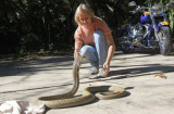 Ngôi sao truyền hình để rắn xổng chuồng, bang Florida run rẩy