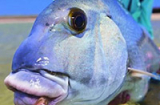 Bí ẩn về loài cá chuyên “cưỡng hôn” đối thủ