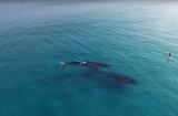 Thót tim cảnh hai con cá voi khổng lồ bám sát người lướt ván