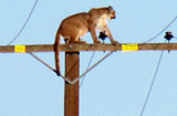 Chết cười sư tử hoảng sợ trèo tót lên cột điện
