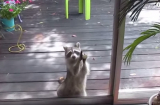 Xúc động: Gấu mèo gõ cửa nhà hàng xóm xin thức ăn cho con