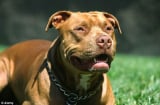 4 con chó Pitbull 'lên cơn' cắn dã man cả chủ lẫn người qua đường