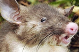 Khóc thét: Phát hiện loài chuột mới có mũi như mũi lợn