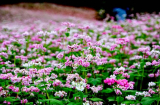 Những cánh đồng hoa đẹp nhất Việt Nam