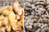 Phân biệt gừng, cà rốt Việt Nam - Trung Quốc để dùng không hại