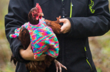 Cô gái đan áo cho... gà