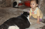 'Lợn mèo' nặng nhất thế giới ở Nam Định