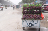 Giật mình hoa quả 'đặc sản' giá siêu rẻ bán đầy đường Hà Nội