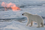 Trầm trồ trước hiện tượng “gấu phun lửa”, băng đá bốc cháy