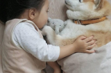 Bộ ảnh chứng minh: Chó là người bạn thân nhất của trẻ em