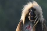 Loài khỉ duy nhất phát ra 'tiếng nói' như người