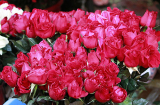 Hoa nhập tăng nhẹ, hoa trong nước tăng gấp 3-4 lần Lễ tình nhân