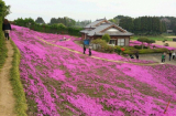 Cụ ông Nhật trồng cả một vườn hoa tặng người vợ mù