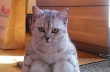 Chú mèo có dáng ngồi “bá đạo” khiến cộng đồng mạng “phát cuồng”