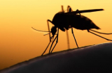 Virus Zika có thể gây ra chứng rối loạn thần kinh nguy hiểm