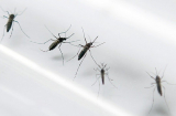 Phát hiện một ca nhiễm virus Zika tại Lào