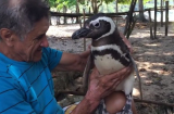 Cảm động chú chim cánh cụt vượt 8.000km mỗi năm về thăm ân nhân