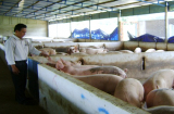 Sử dụng chất cấm trong chăn nuôi có thể bị phạt 20 năm tù