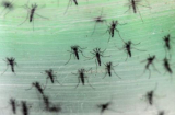 Khả năng bùng phát dịch bệnh do virus Zika ở Việt Nam là rất lớn