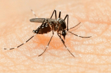 Loại muỗi lây truyền Virus Zika nguy hiểm thế nào?