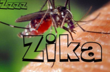 Tổng hợp thông tin về virus Zika ăn não trẻ sơ sinh