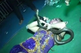 Ngôi sao nhạc pop Indonesia qua đời trên sân khấu vì bị rắn cắn