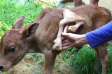 Xôn xao bò đẻ ra bê có 7 chân ở Nghệ An