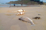 Nóng: Công bố nguyên nhân cá chết hàng loạt tại miền Trung