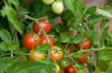 Cách trồng cà chua bi trĩu quả ngay trên ban công